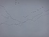 (c) c. tussing - bild 2.jpg